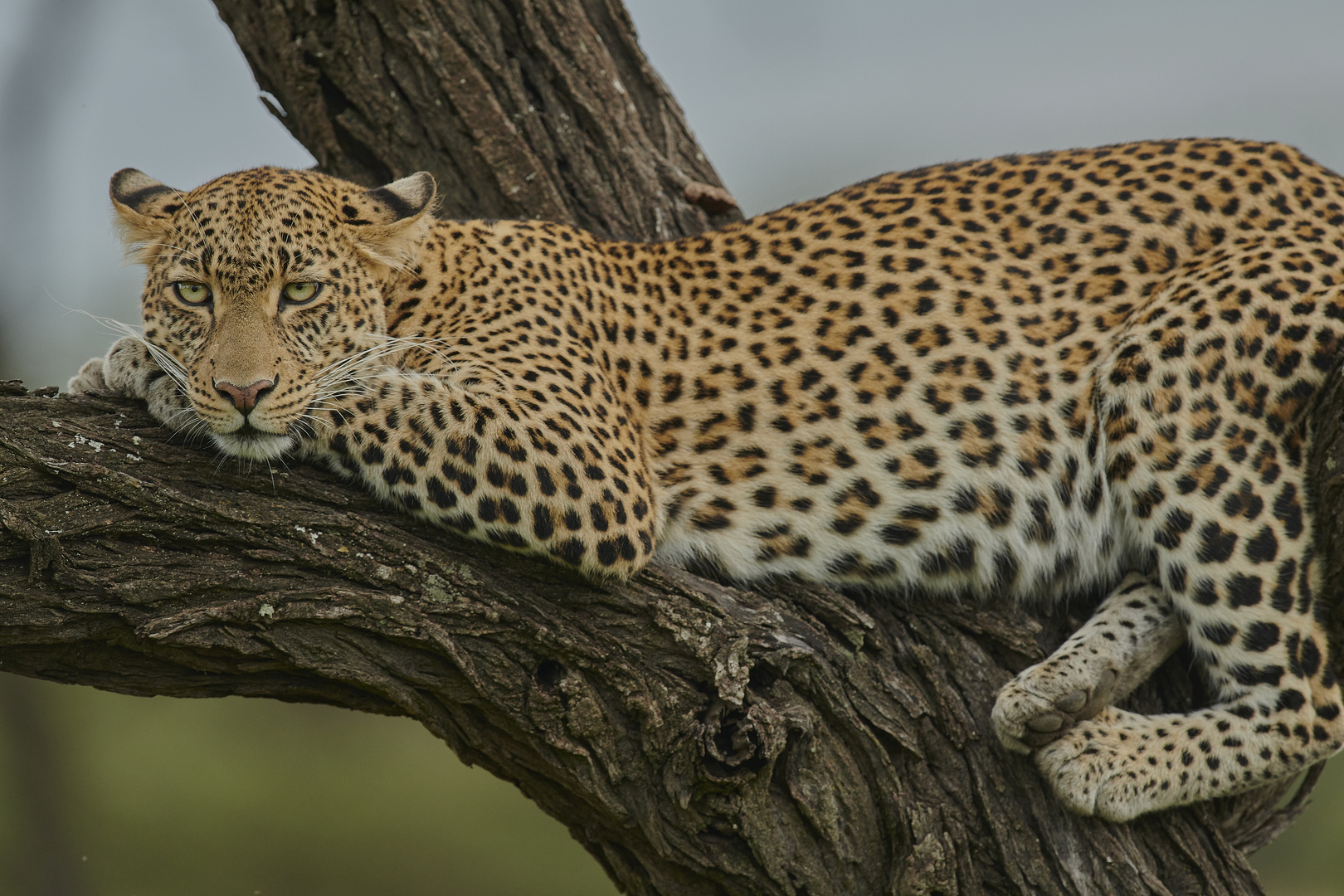 Entspannter Leopard