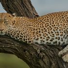 Entspannter Leopard