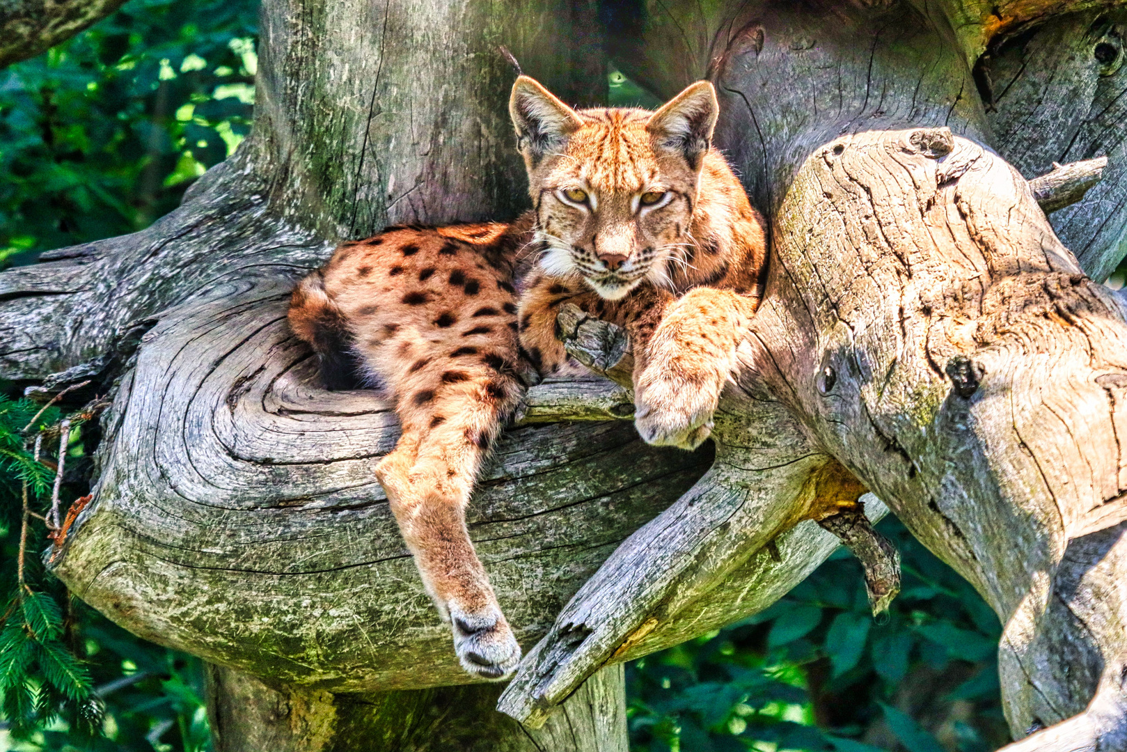 Entspannter Luchs