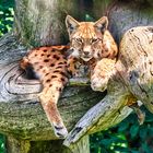 Entspannter Luchs