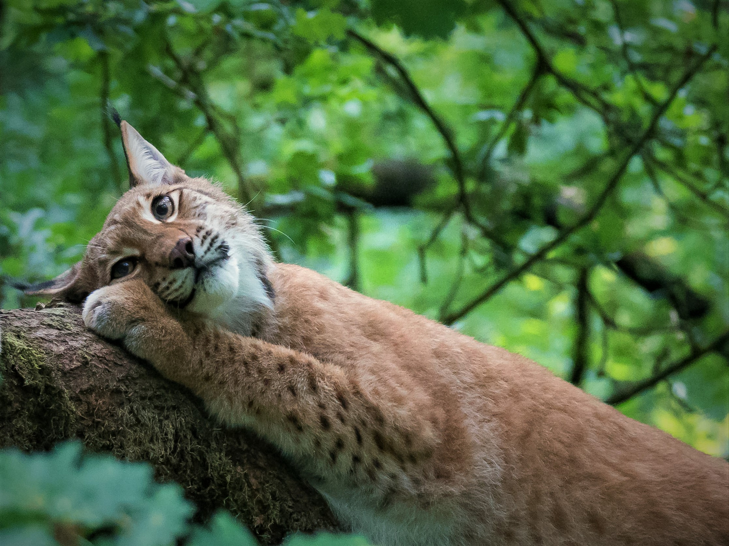 Entspannter Luchs 