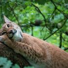 Entspannter Luchs 