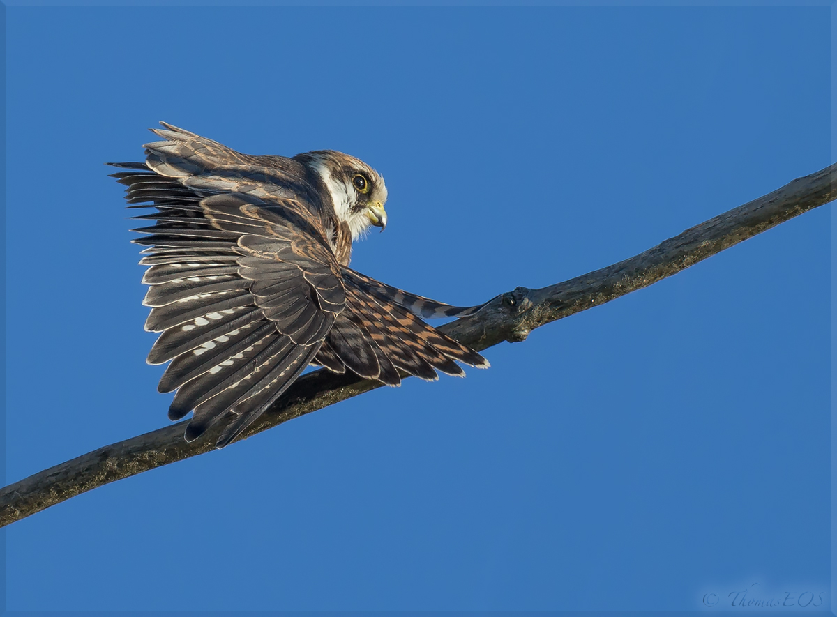 Entspannter Rotfußfalke