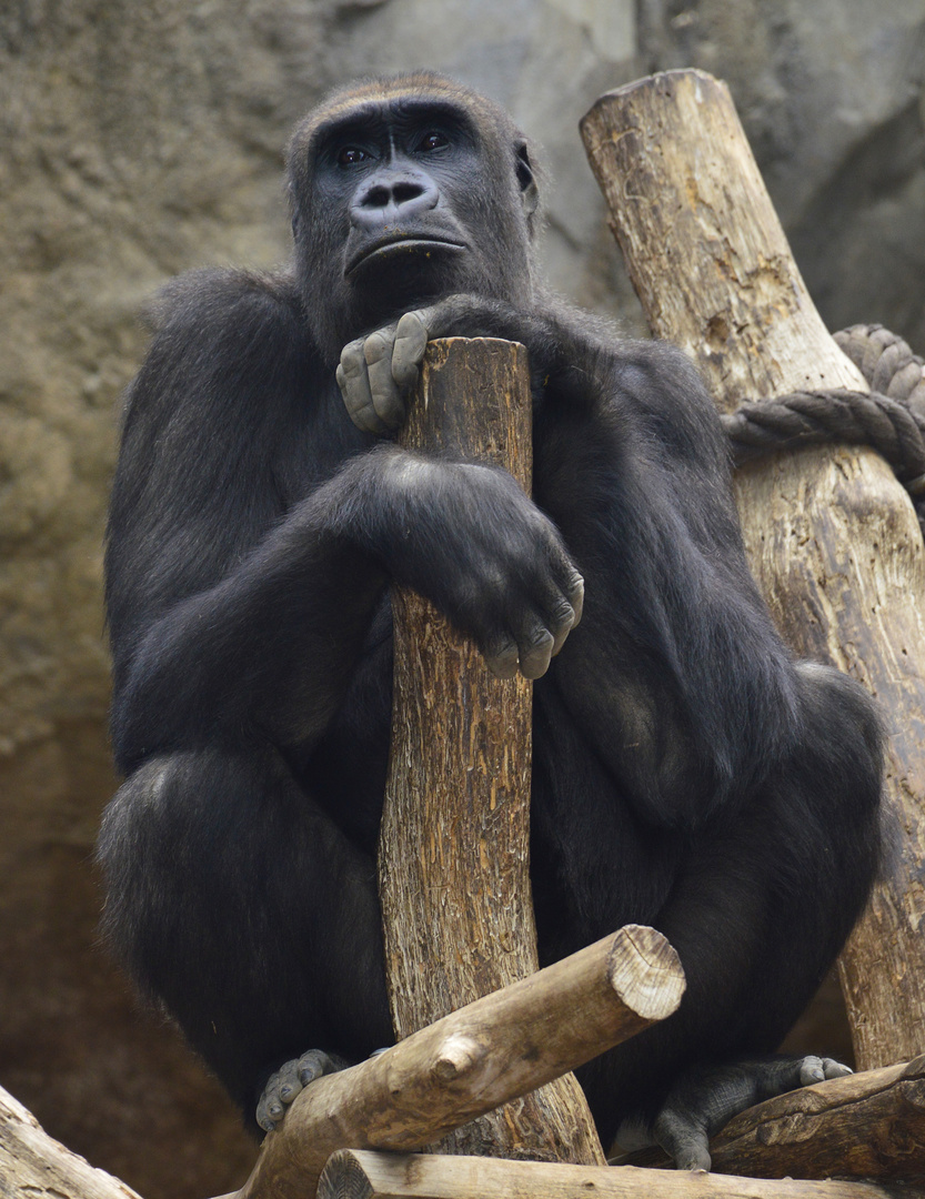 entspannter Schimpanse im Leipziger Zoo ...