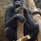 entspannter Schimpanse im Leipziger Zoo ...