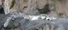 Entspannter Schneeleopard