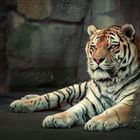 entspannter Tiger