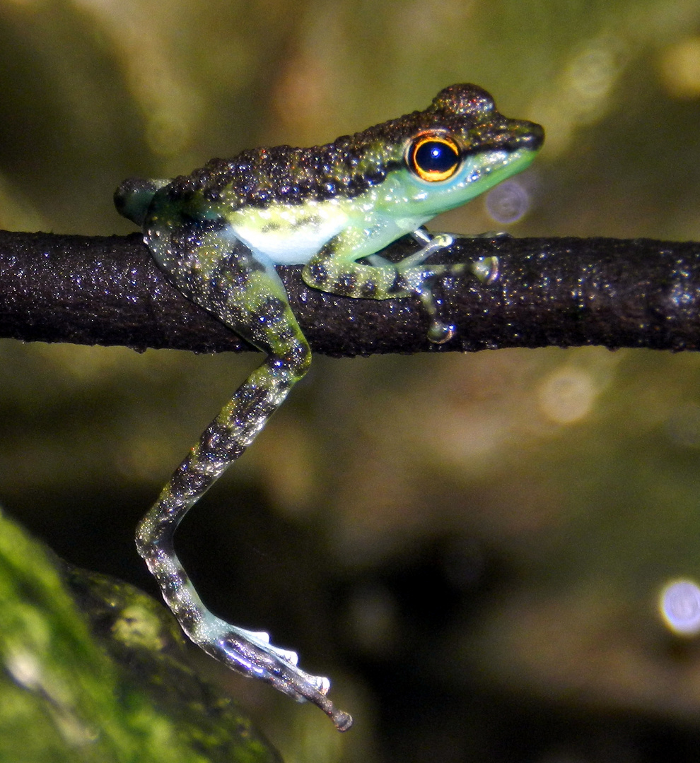 entspannter Winkerfrosch