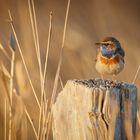 Entspanntes Blaukehlchen in der Morgensonne