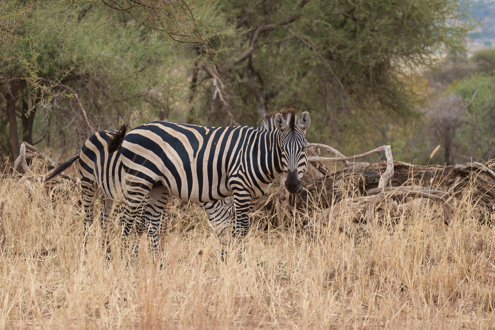 Entspanntes Grasen, Tarangire NP