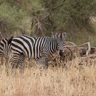 Entspanntes Grasen, Tarangire NP