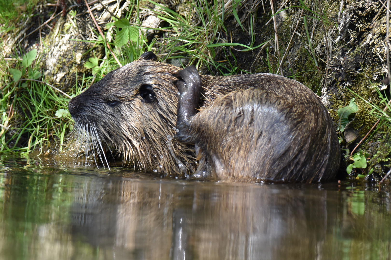 entspanntes Nutria