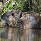 entspanntes Nutria