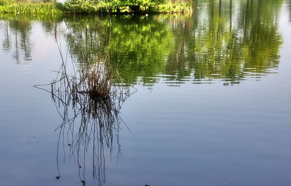 Entspannung am Dutzendteich