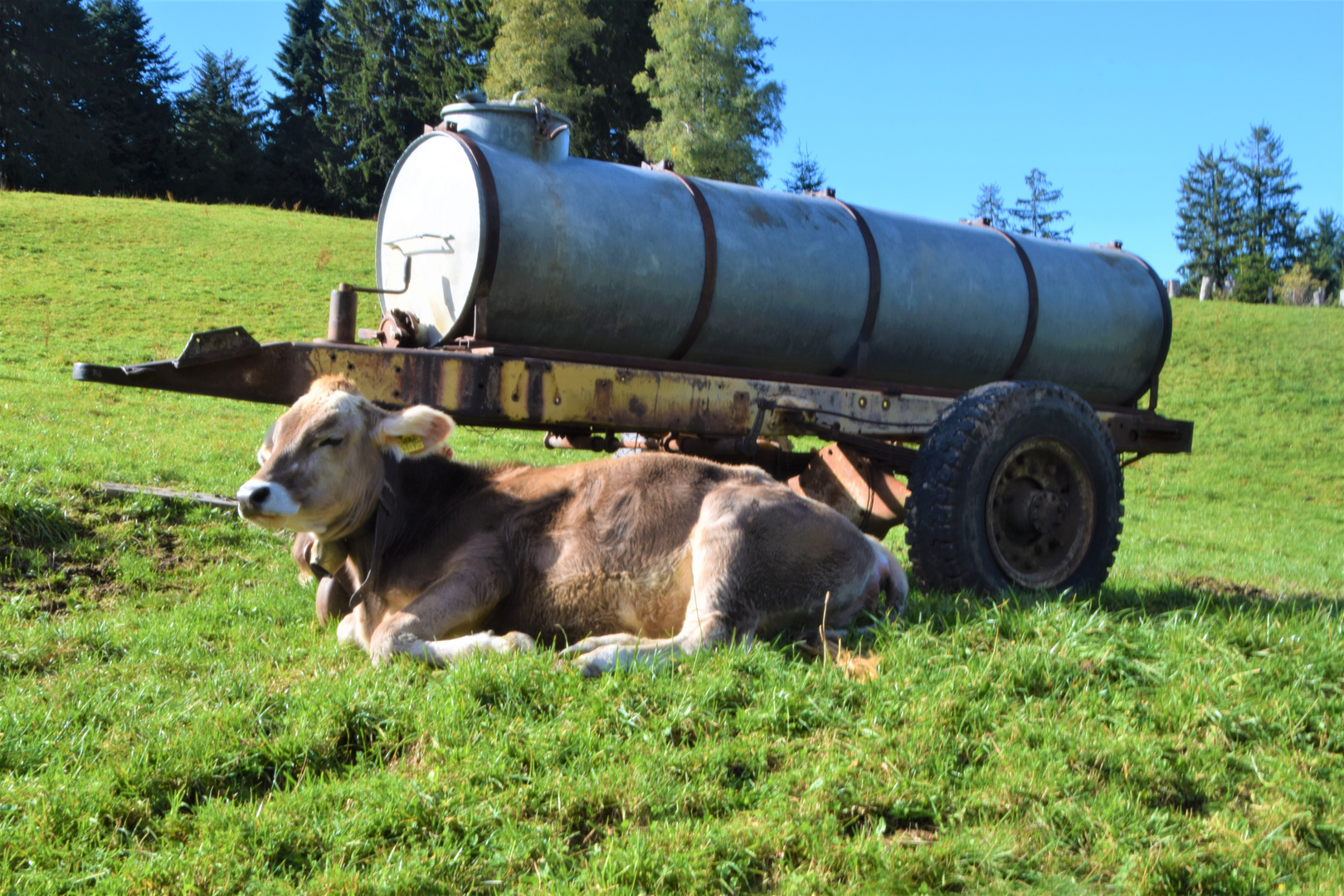 Entspannung auf der Alm