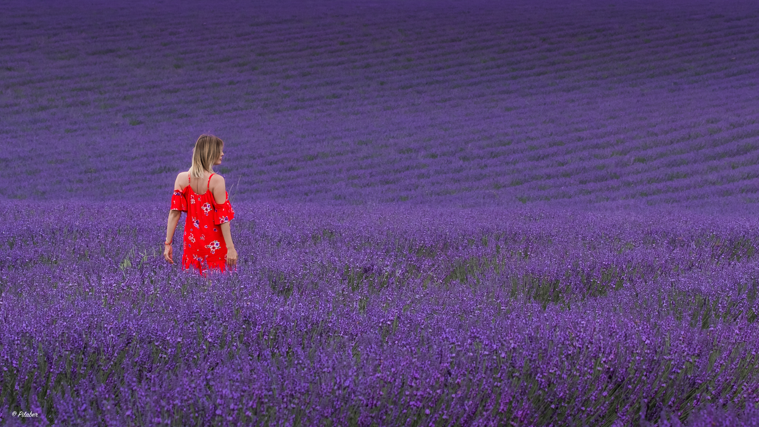 Entspannung im Lavendelfeld