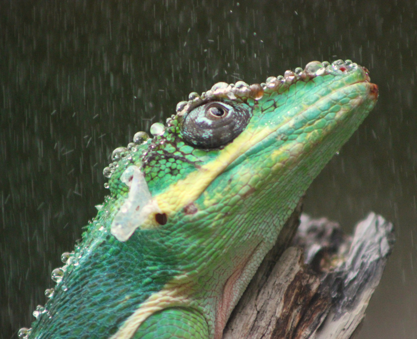 Entspannung im warmen Nieselregen