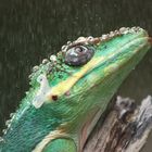 Entspannung im warmen Nieselregen