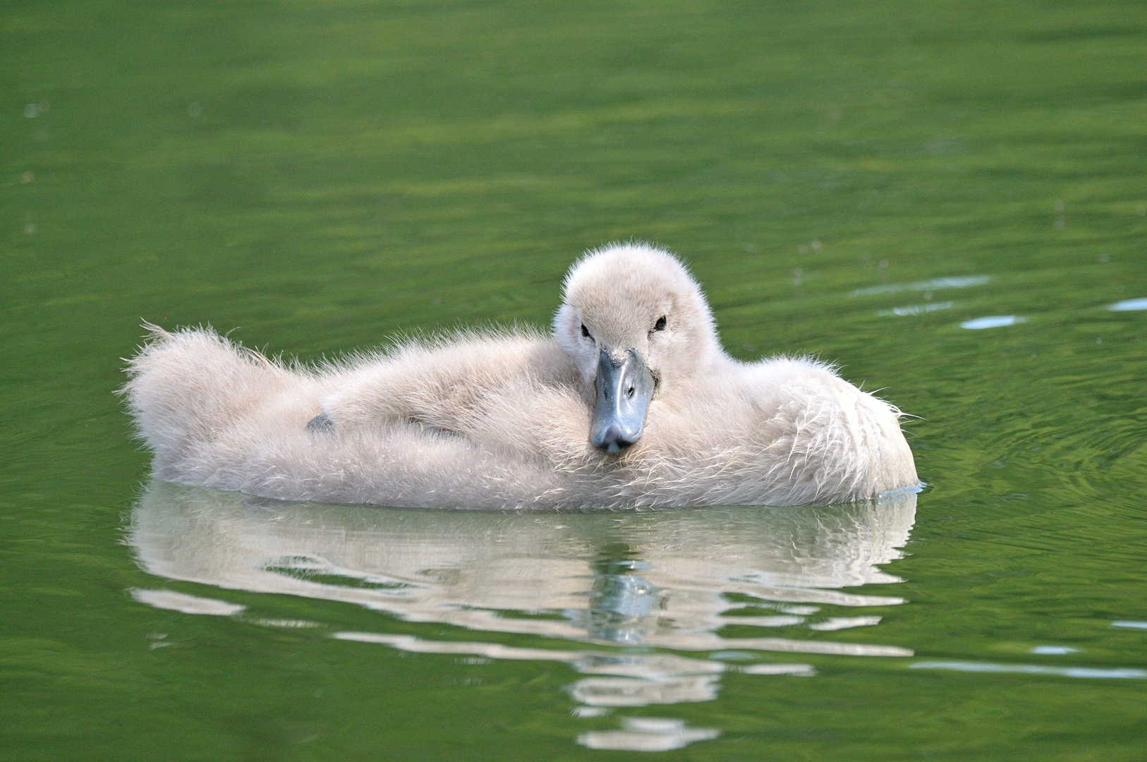 Entspannung im Wasser (Höckerschwan Küken)