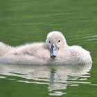 Entspannung im Wasser (Höckerschwan Küken)