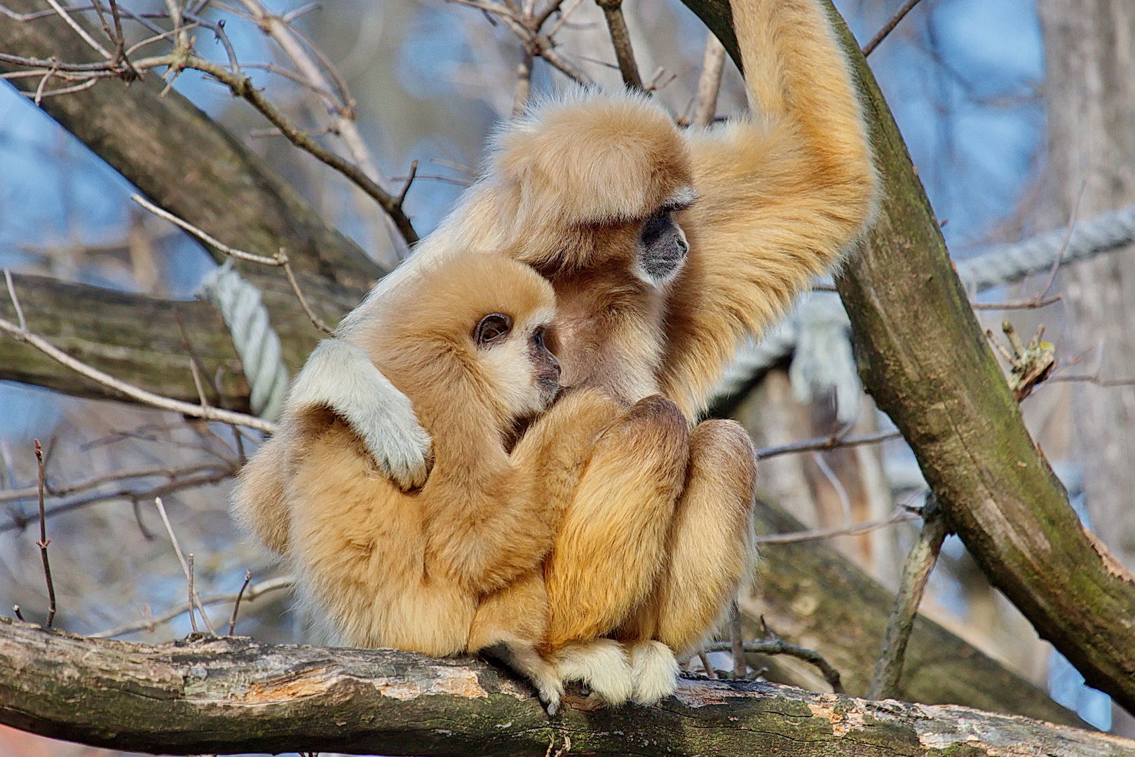 Entspannung im Weißhandgibbon-Gehege