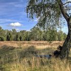 Entspannung in der Heide