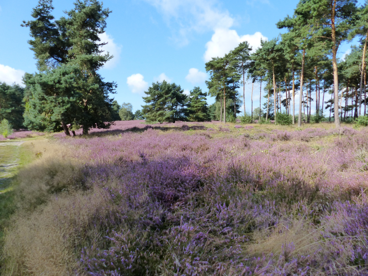 Entspannung in der Heide