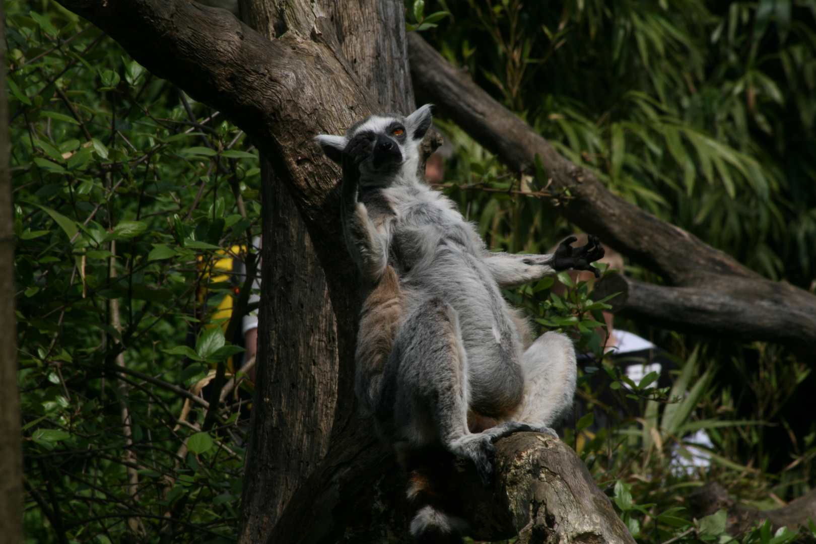 Entspannung trotz Zoo