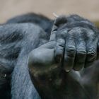 Entspannung und Träumerei im Zoo Münster 