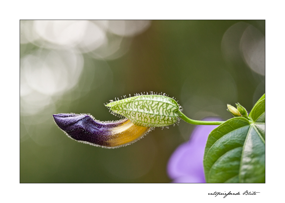 entsprießende Blüte