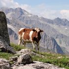 entstanden am Weg vom Braunarlfürkele zur Biberacher Hütte