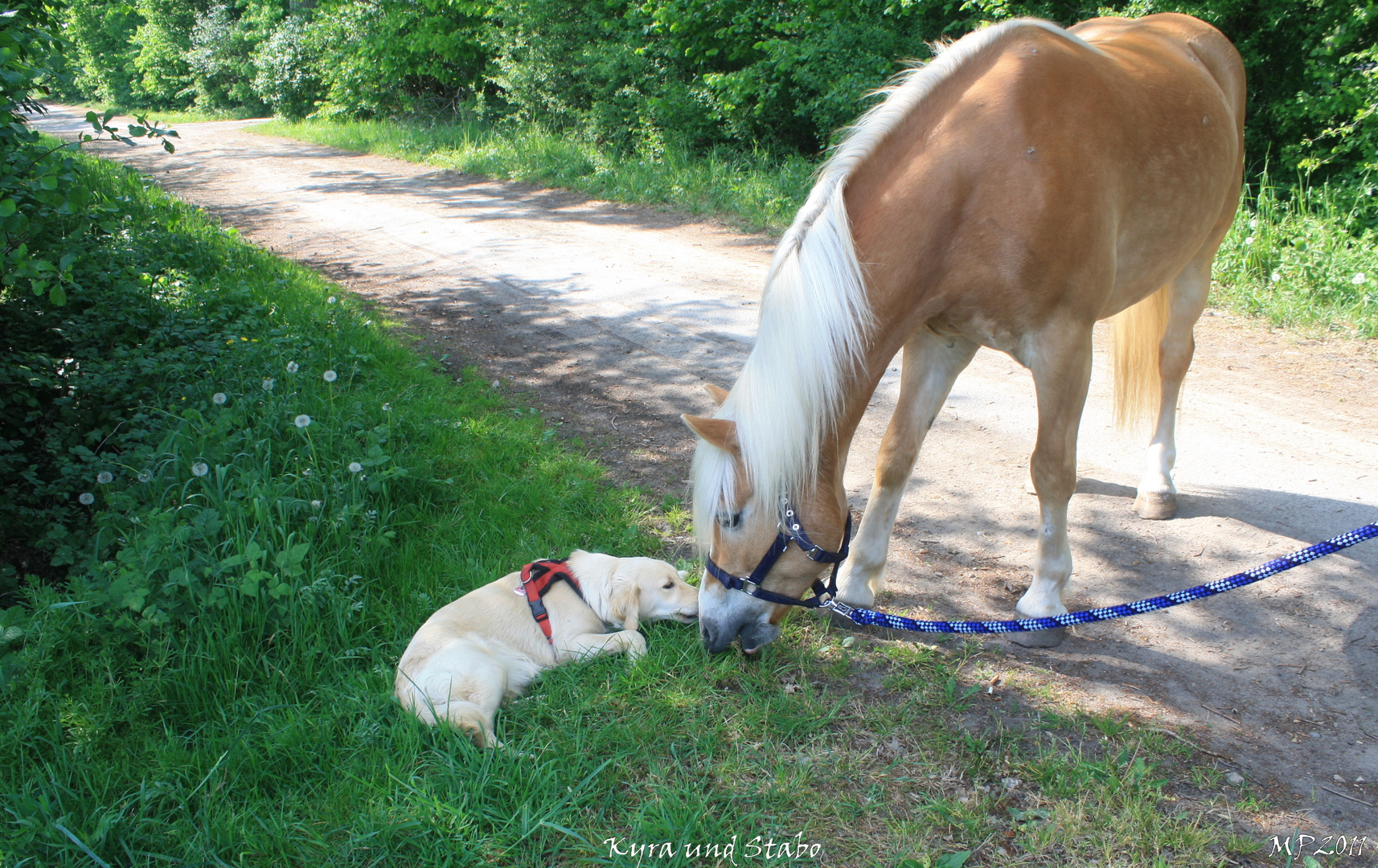 Entstehende Freundschaft zwischen Hund und Haflinger