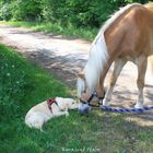 Entstehende Freundschaft zwischen Hund und Haflinger