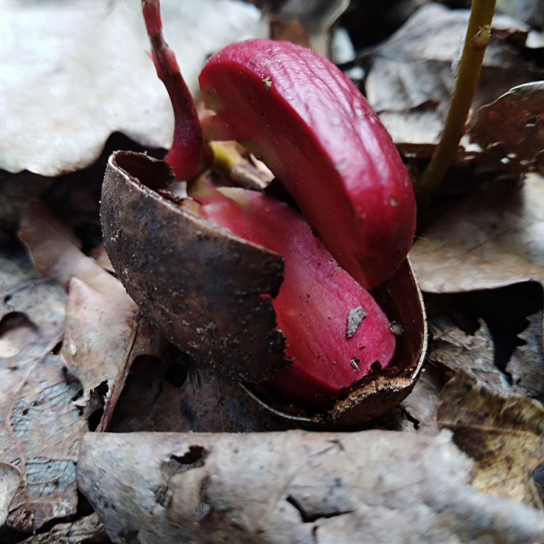 Entstehendes Leben