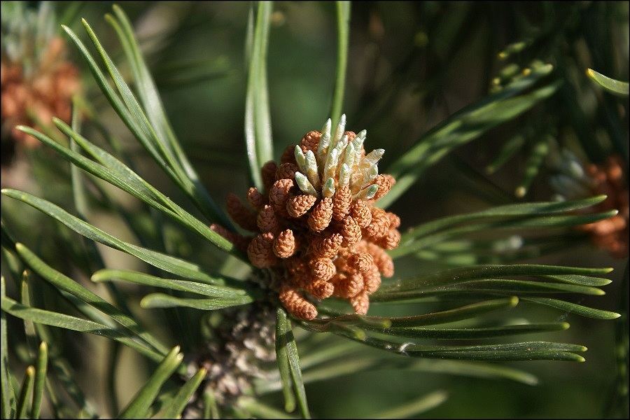 Entstehung eines Tannenzapfens Foto & Bild | natur-makros, natur-kreativ, aufnahmetechniken ...