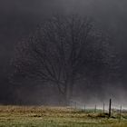 ... entsteigt der Baum dem Feuerschlund