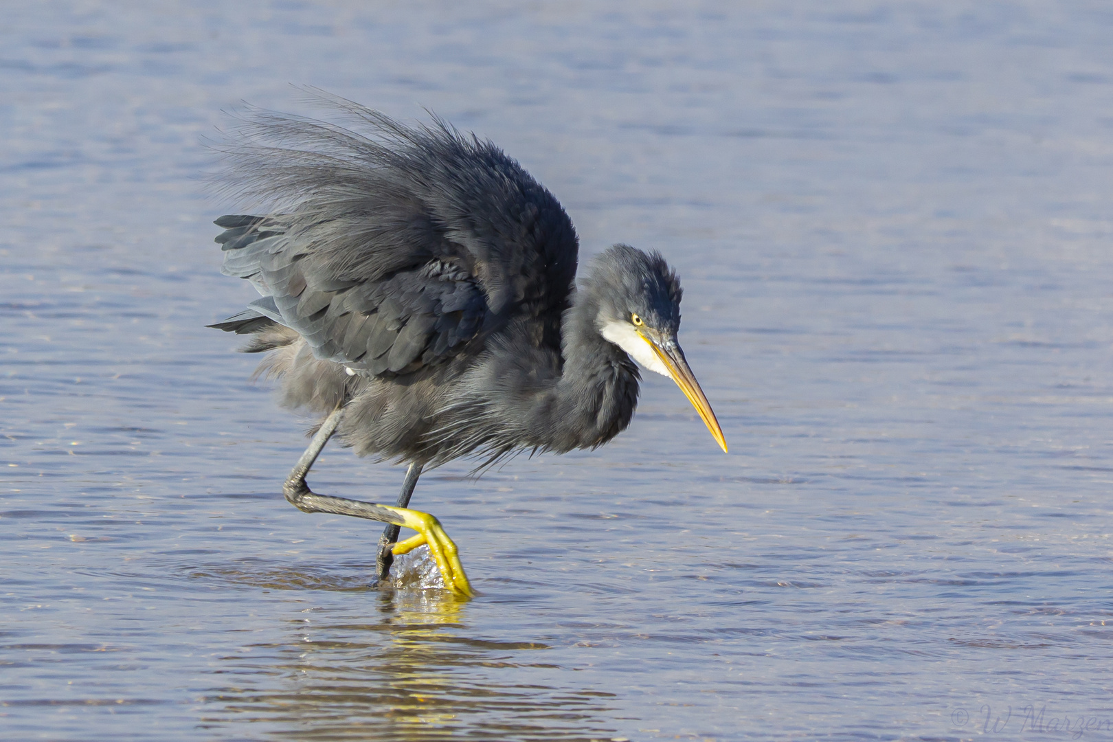 Enttäuschende Jagd. Der Fisch war schneller.