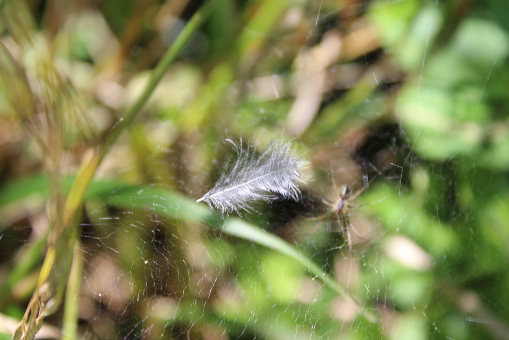 Enttäuschte Spinne 