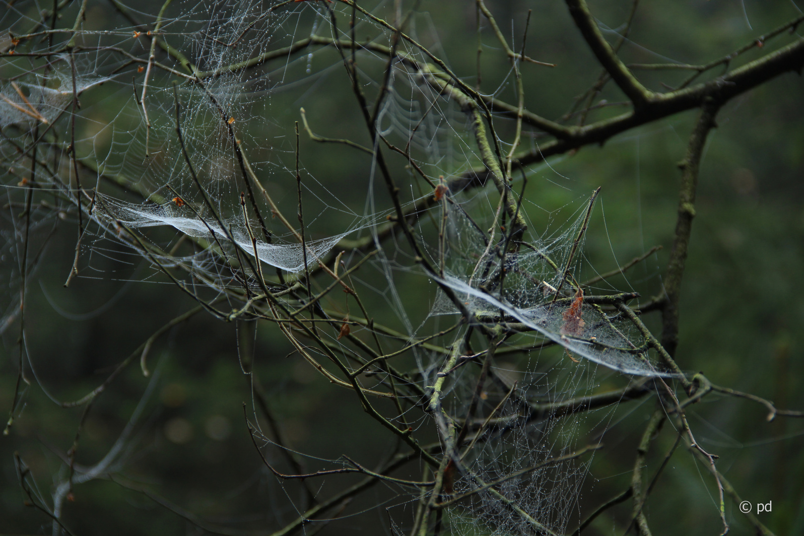 Enttarnt im Novembernebel