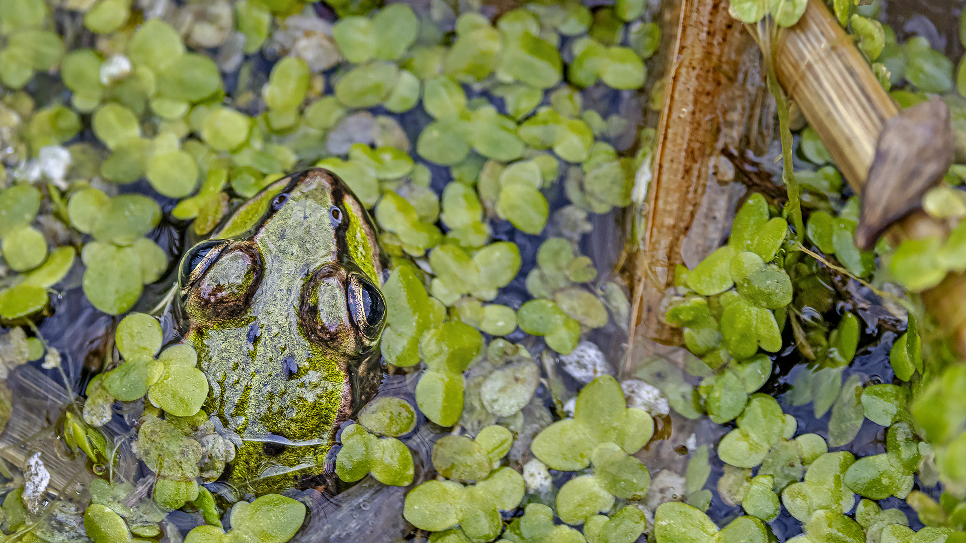 ENTTARNT: Mini-Teichfrosch als potentielles Storchenfutter