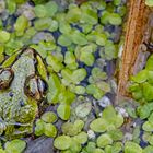 ENTTARNT: Mini-Teichfrosch als potentielles Storchenfutter