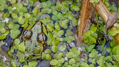 ENTTARNT: Mini-Teichfrosch als potentielles Storchenfutter