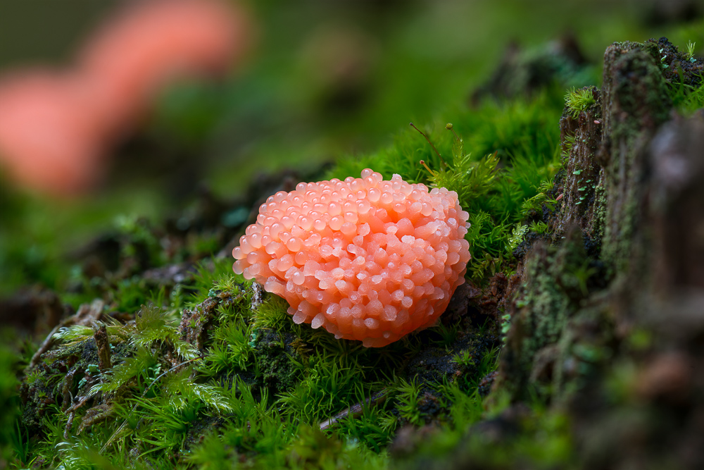 Entweder ein "Roter Kugelschleimpilz (Myxomycet arcyria)" oder …