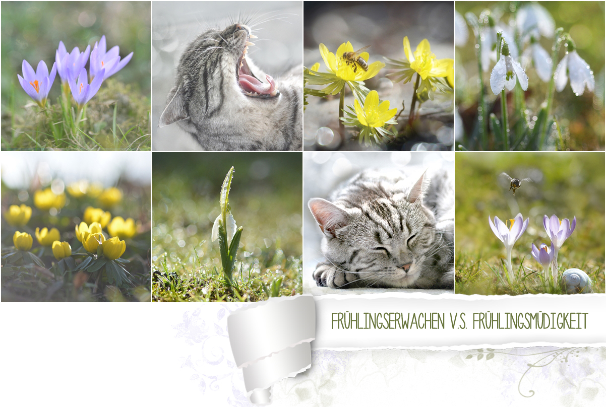 entweder oder Foto &amp; Bild | frühling, müde, katze Bilder auf fotocommunity