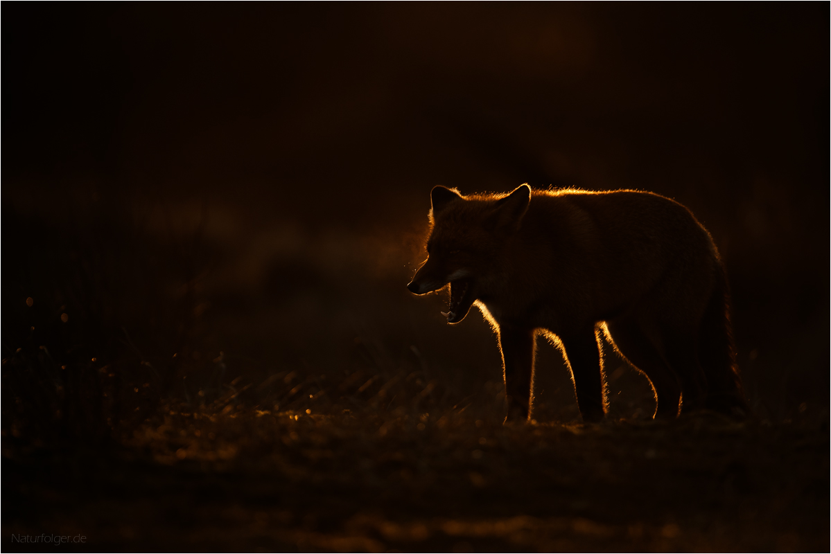 …entweder… ,oder… Foto &amp; Bild | tiere, wildlife, säugetiere