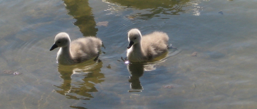 .......entwickelten sie sich zum schönen Schwan