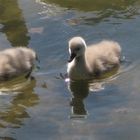 .......entwickelten sie sich zum schönen Schwan