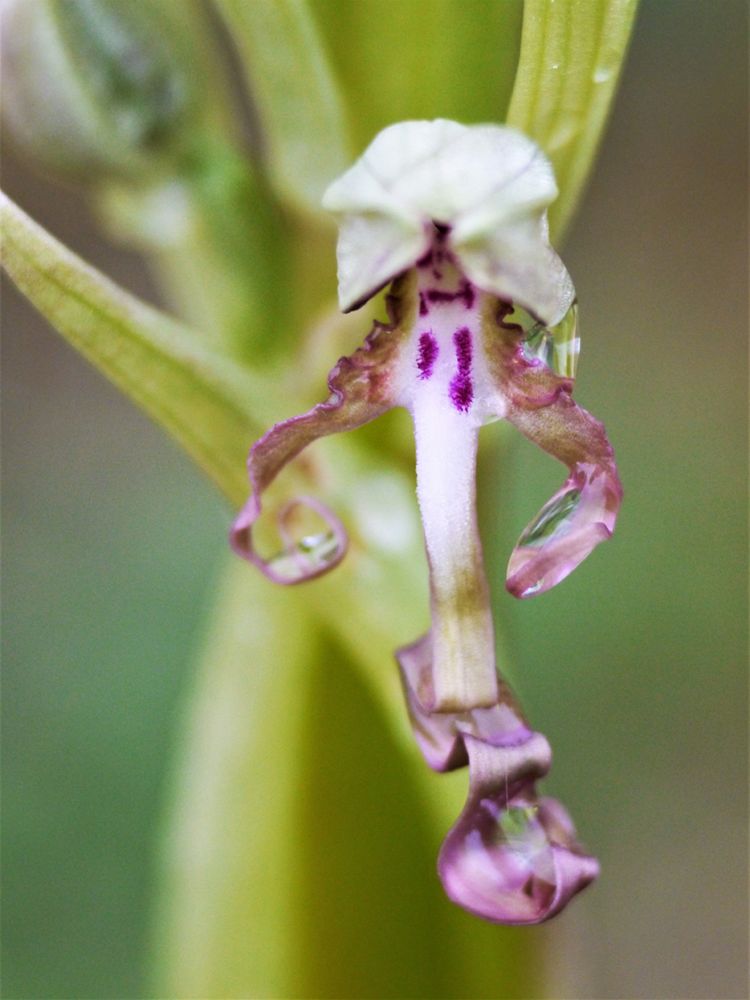 "Entwicklung" Bocks-Riemenzunge (Himantoglossum hircinum)