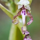 "Entwicklung" Bocks-Riemenzunge (Himantoglossum hircinum)