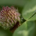 Entwicklung der Kleeblüte nach dem Regen!